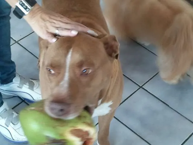 Cachorro ra a Pit-Bull idade 6 ou mais anos nome Thor
