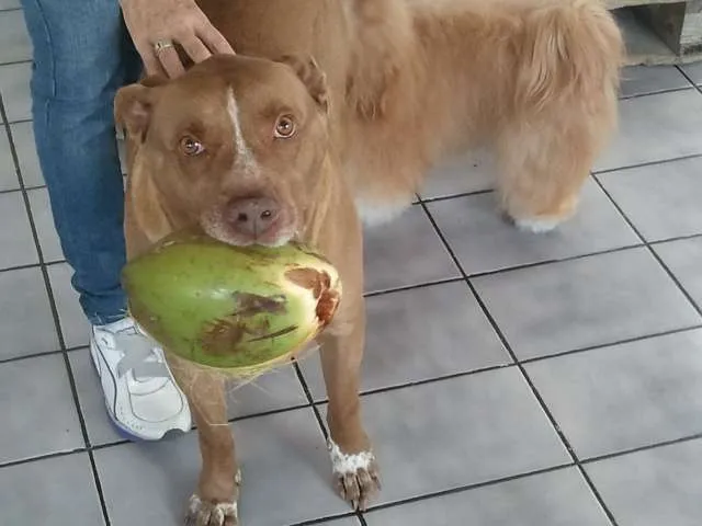Cachorro ra a Pit-Bull idade 6 ou mais anos nome Thor