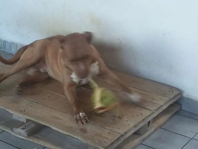 Cachorro ra a Pit-Bull idade 6 ou mais anos nome Thor
