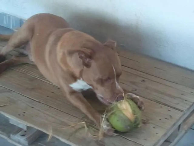 Cachorro ra a Pit-Bull idade 6 ou mais anos nome Thor