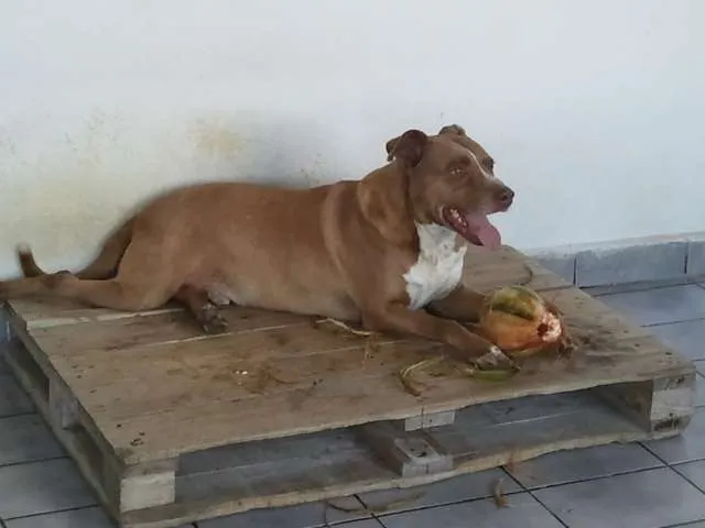 Cachorro ra a Pit-Bull idade 6 ou mais anos nome Thor