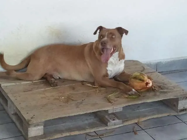 Cachorro ra a Pit-Bull idade 6 ou mais anos nome Thor