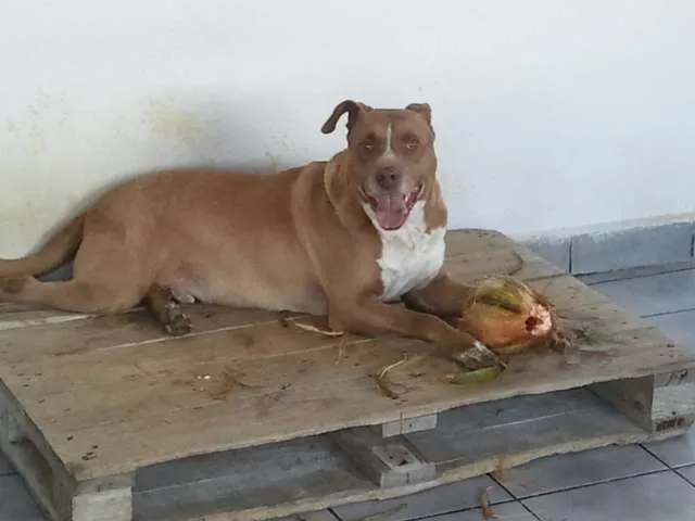 Cachorro ra a Pit-Bull idade 6 ou mais anos nome Thor