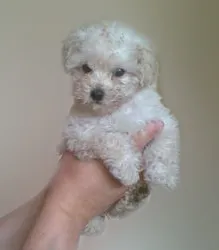 Cachorro ra a Poodle idade Abaixo de 2 meses nome tedy