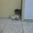5 filhotes
