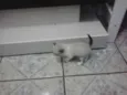 5 filhotes