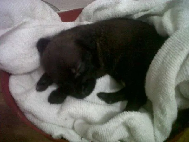Cachorro ra a  idade Abaixo de 2 meses nome Mafalda