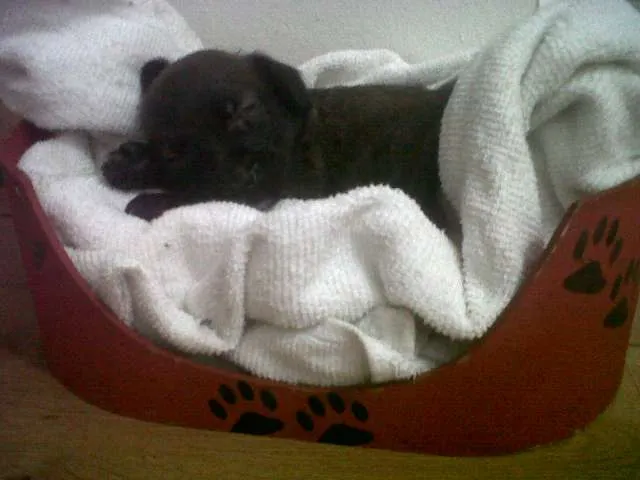 Cachorro ra a  idade Abaixo de 2 meses nome Mafalda