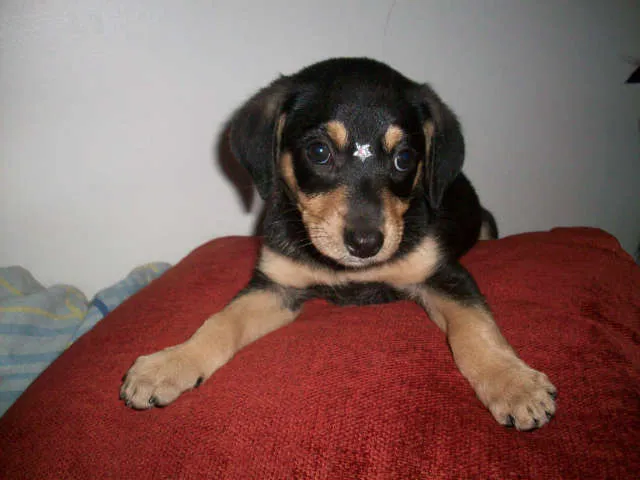 Cachorro ra a SRD idade 2 a 6 meses nome LOLITA