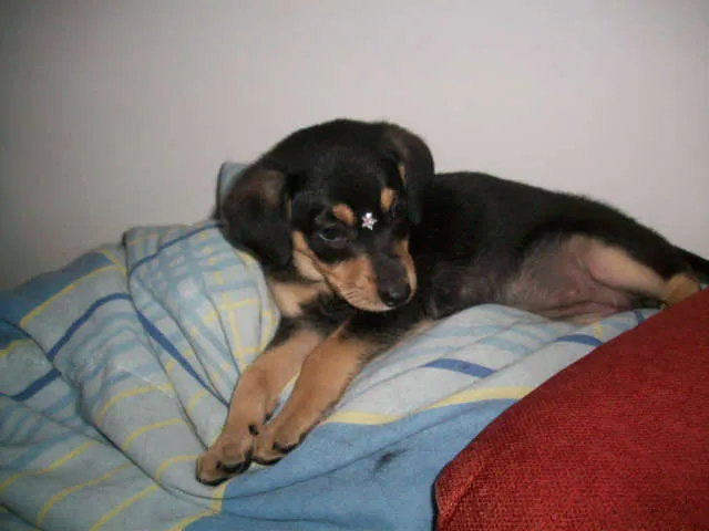 Cachorro ra a SRD idade 2 a 6 meses nome LOLITA