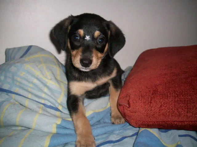 Cachorro ra a SRD idade 2 a 6 meses nome LOLITA