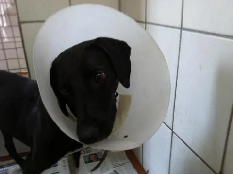 Cachorro ra a SRD idade 2 anos nome Faísca