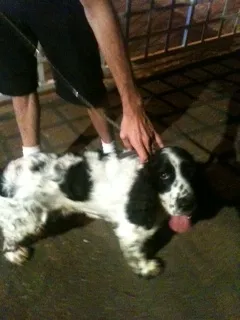 Cachorro ra a Cocker idade  nome Cocker