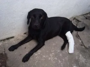 Cachorro raça sem raça defnida idade 3 anos nome Luck