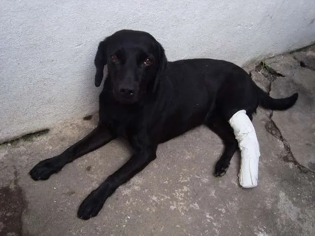Cachorro ra a sem raça defnida idade 3 anos nome Luck