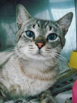 Gato raça SRD idade 2 anos nome Bruno