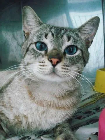 Gato ra a SRD idade 2 anos nome Bruno