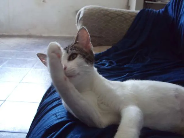 Gato raça Sem raça definida idade 2 a 6 meses nome vários nomes