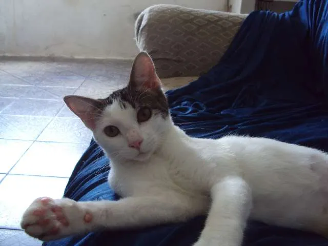 Gato raça Sem raça definida idade 2 a 6 meses nome vários nomes