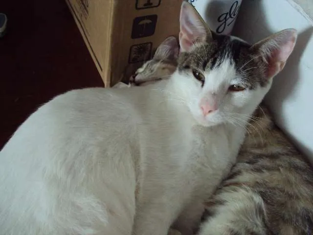 Gato raça Sem raça definida idade 2 a 6 meses nome vários nomes