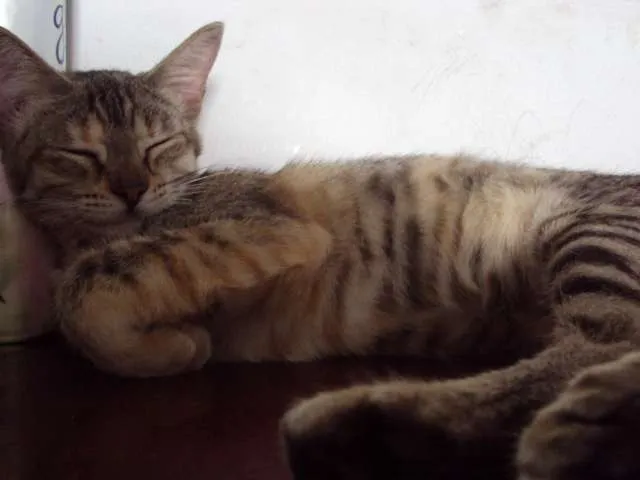 Gato raça Sem raça definida idade 2 a 6 meses nome vários nomes