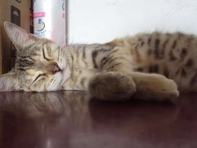 Gato raça Sem raça definida idade 2 a 6 meses nome vários nomes