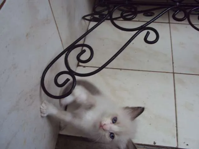 Gato raça Sem raça definida idade 2 a 6 meses nome vários nomes