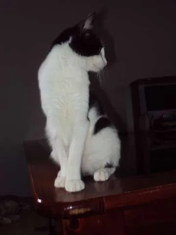 Gato raça Sem raça definida idade 2 a 6 meses nome vários nomes