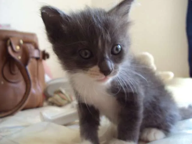 Gato raça Sem raça definida idade 2 a 6 meses nome vários nomes