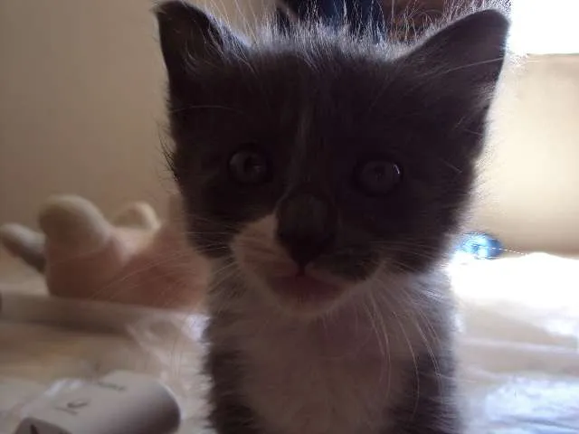 Gato raça Sem raça definida idade 2 a 6 meses nome vários nomes