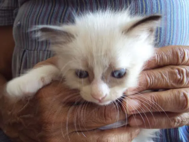 Gato raça Sem raça definida idade 2 a 6 meses nome vários nomes