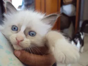 Gato raça Sem raça definida idade 2 a 6 meses nome vários nomes