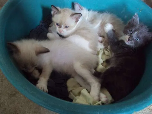 Gato raça Sem raça definida idade 2 a 6 meses nome vários nomes