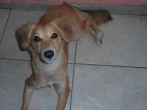 Cachorro raça Vira lata  idade 1 ano nome Mel