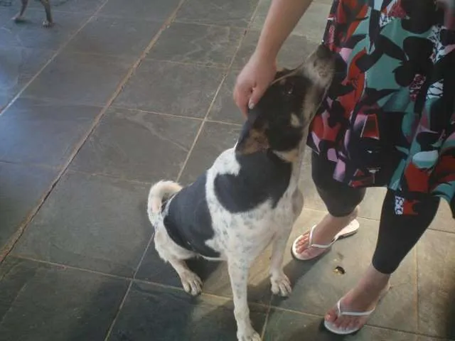 Cachorro ra a SRD idade 4 anos nome CATERINE