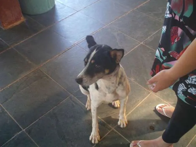 Cachorro ra a SRD idade 4 anos nome CATERINE