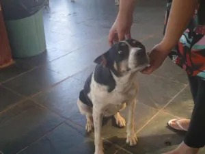 Cachorro raça SRD idade 4 anos nome CATERINE