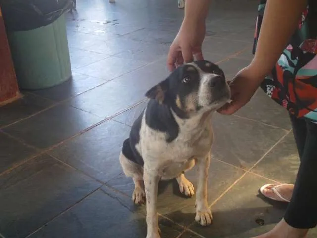 Cachorro ra a SRD idade 4 anos nome CATERINE