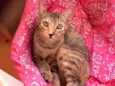 Gatinhos!!