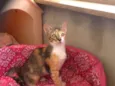 Gatinhos!!