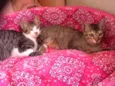 Gatinhos!!
