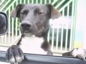 Cachorro raça SRD idade 7 a 11 meses nome SEM NOME
