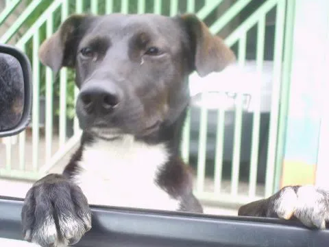 Cachorro ra a SRD idade 7 a 11 meses nome SEM NOME