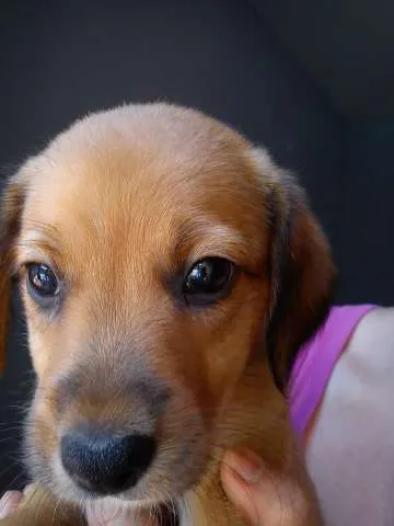 Cachorro ra a SRD idade 2 a 6 meses nome Penélope
