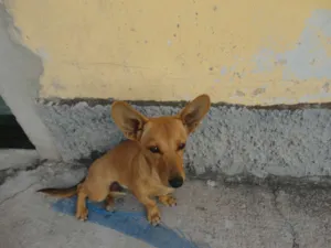Cachorro raça SDR idade 1 ano nome Dumbinho