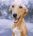 Lisbella