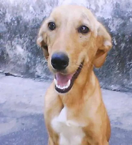 Cachorro raça SRD idade 7 a 11 meses nome Lisbella