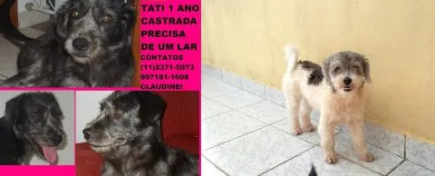 Cachorro raça srd idade 1 ano nome TATI