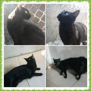 Gato raça SRD idade 1 ano nome Neguinho