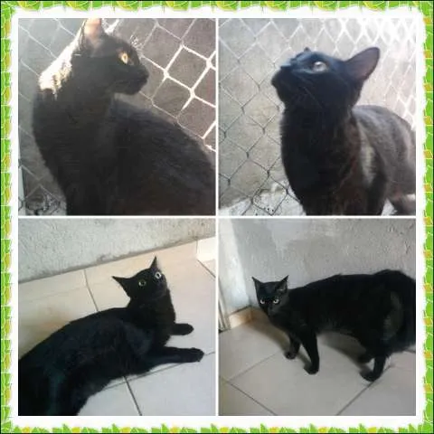 Gato ra a SRD idade 1 ano nome Neguinho
